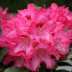 Rododendro yaku rosa